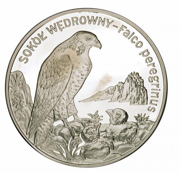 20 zl 2008 Peregrine Falcon (1)