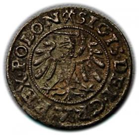 Picture 2 for: Szeląg 1539 Zygmunt I Stary Gdańsk