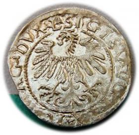 Picture 2 for: Half groschen 1559 Sigismund II Augustus Vilnius