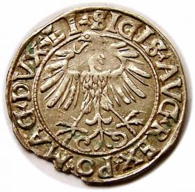 Picture 2 for: Half groschen 1556 Sigismund II Augustus Vilnius