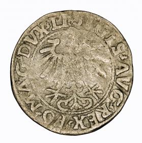 Picture 2 for: Half groschen 1557 Sigismund II Augustus Vilnius