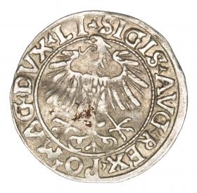 Picture 2 for: Half groschen 1556 Sigismund II Augustus Lithuania Vilnius
