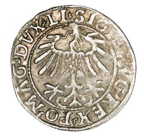 Picture 2 for: Half groschen 1557 Sigismund II Augustus Lithuania Vilnius